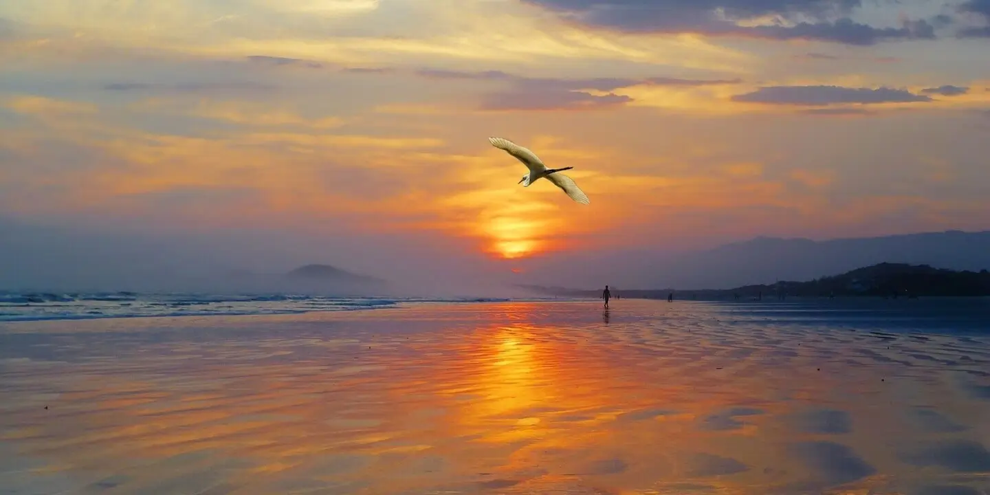 Jak si přitáhnout peníze letící pták