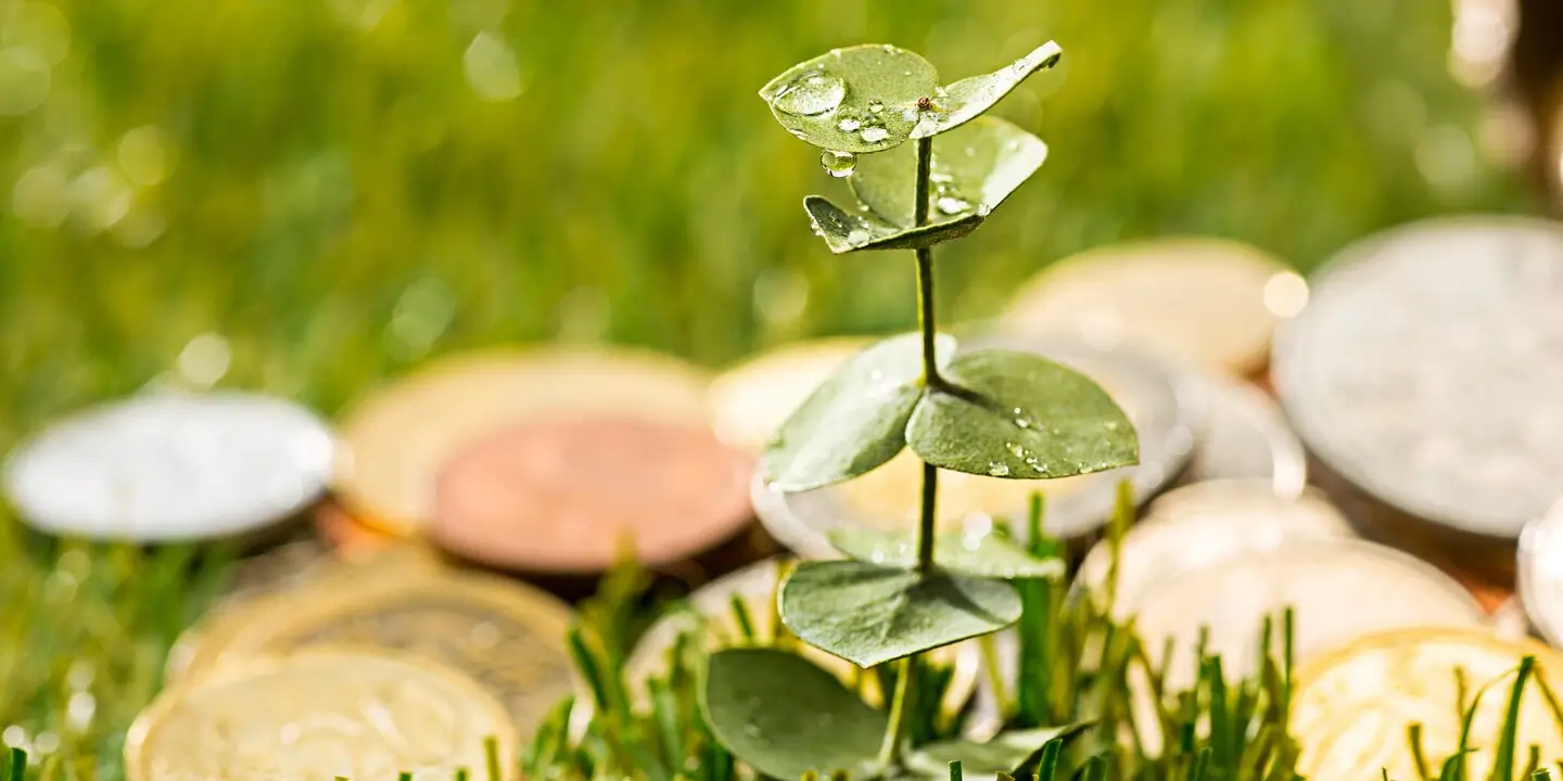 přitáhnout hojnost slunce mezi stromy