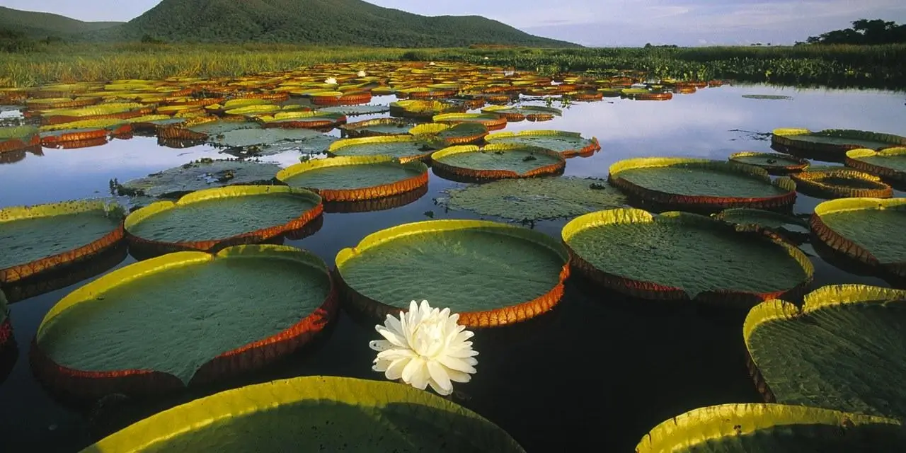 Láska k sobě a životu leknín na vodě
