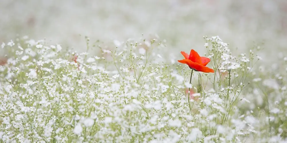 Láska k sobě a životu vlčí mák mezi bílými květy