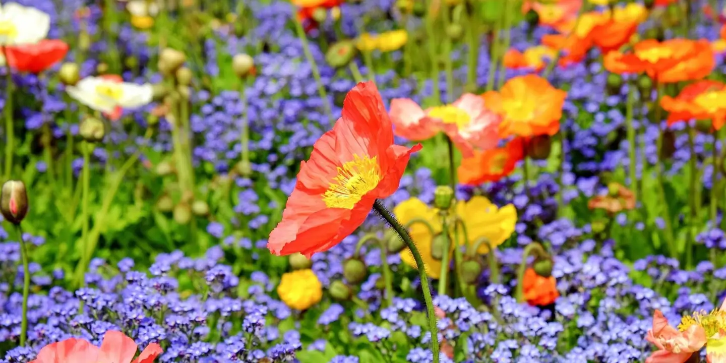 přitáhnout hojnost slunce mezi stromy
