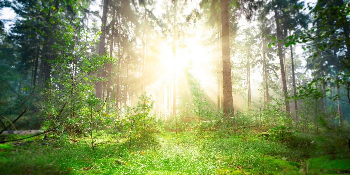 přitáhnout hojnost slunce mezi stromy