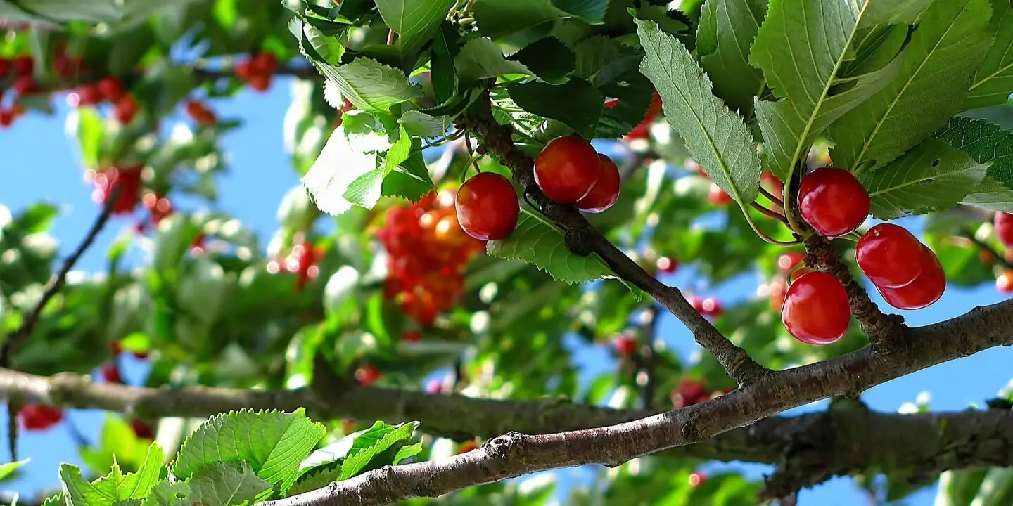 přitáhnout hojnost třešeň